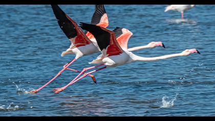 Greater Flamingo
