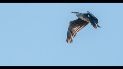 Grey Heron