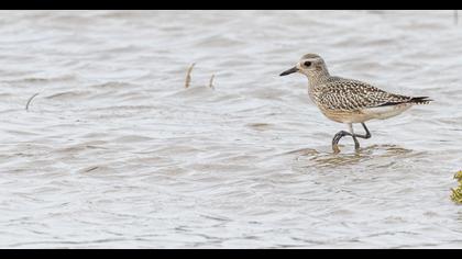 Grey Plover