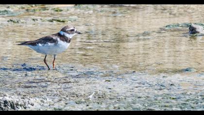 Common Ringed Plover