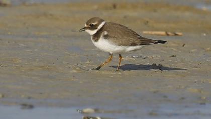 Common Ringed Plover