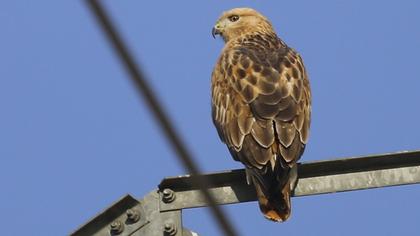 Long-legged Buzzard