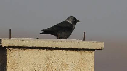 Western Jackdaw