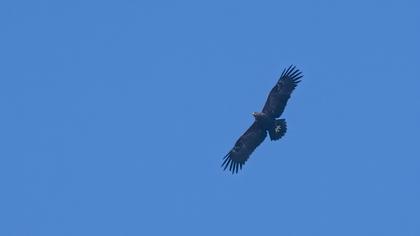 Lesser Spotted Eagle