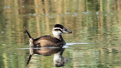 White-headed Duck