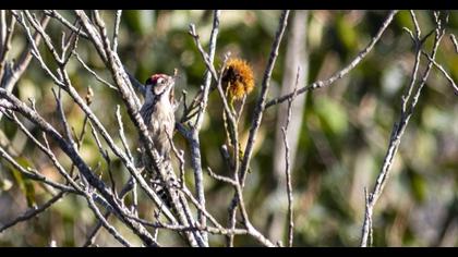 Lesser Spotted Woodpecker