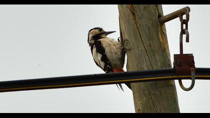 Syrian Woodpecker
