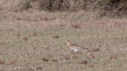 Pacific Golden Plover