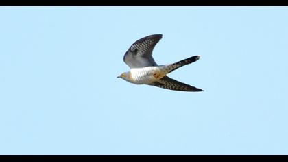 Common Cuckoo