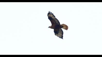 Long-legged Buzzard