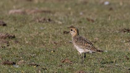 European Golden Plover