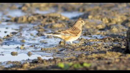 Common Linnet