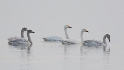 Tundra Swan