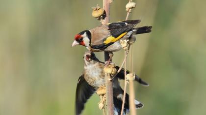 European Goldfinch