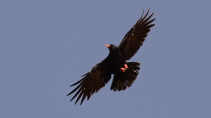 Red-billed Chough