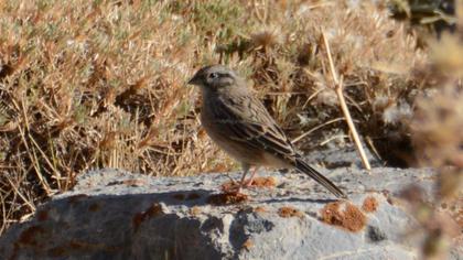 Rock Bunting