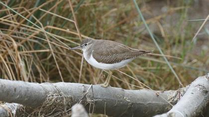Common Sandpiper