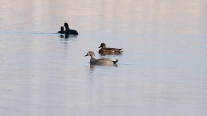 Gadwall