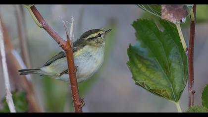 Yellow-browed Warbler