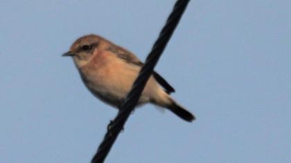 European Stonechat