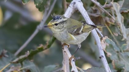Yellow-browed Warbler