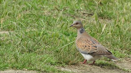 European Turtle Dove