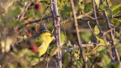 Eurasian Siskin