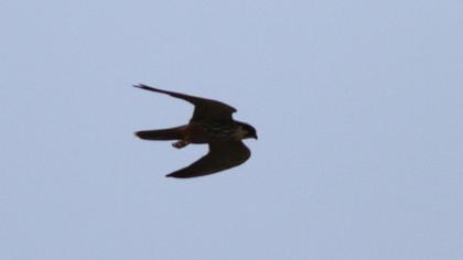 Eurasian Hobby