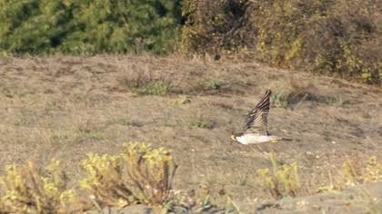 Peregrine Falcon