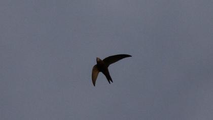 Common Swift