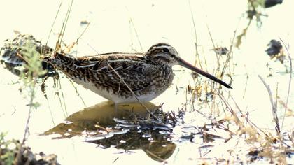 Common Snipe