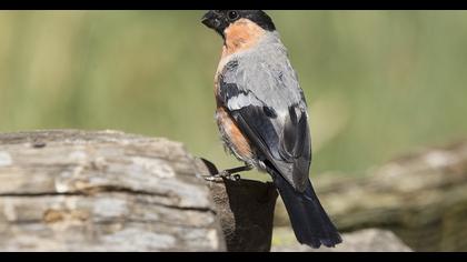 Eurasian Bullfinch