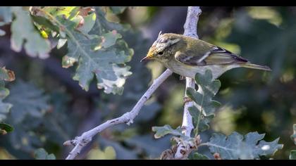 Yellow-browed Warbler
