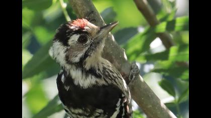 Lesser Spotted Woodpecker