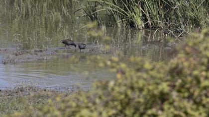 Water Rail