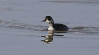 Black-necked Grebe