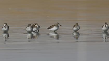 Karakarınlı kumkuşu