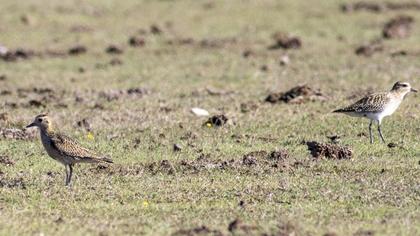 European Golden Plover