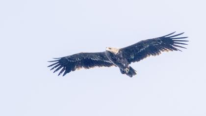 Steppe Eagle