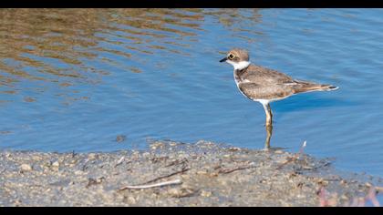 Little Ringed Plover