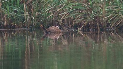 White-headed Duck