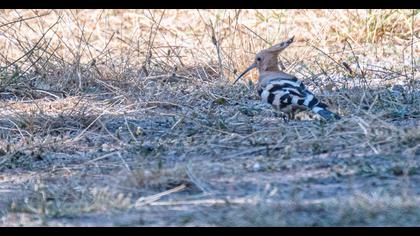 Eurasian Hoopoe