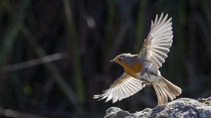 European Robin