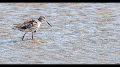 Spotted Redshank