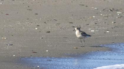 Grey Plover