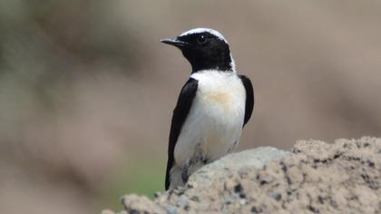 Black-eared Wheatear