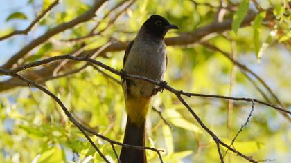 White-spectacled Bulbul