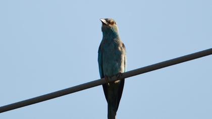 European Roller