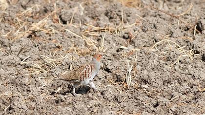 Grey Partridge