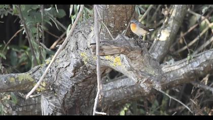 Red-breasted Flycatcher